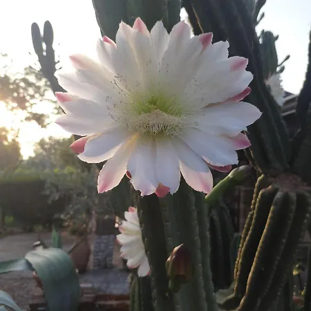 فندق مبيت وإفطار Il Giardino Di Eolo Pietramelara