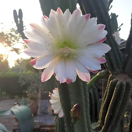 Il Giardino Di Eolo Pietramelara