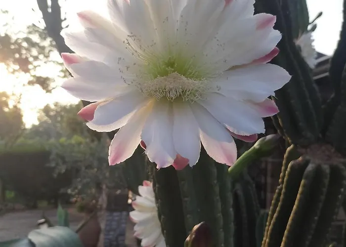 Oda ve Kahvaltı Il Giardino Di Eolo Pietramelara